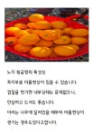제주오가네농장 과즙팡팡  달콤한 노지 황금향 10kg , 5kg : 오가네농장 제주