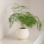 풀밭 아스파라거스 나누스 달항아리 키우기쉬운식물 인테리어 집들이 화분 선물 : poolbatt