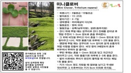 잔디 대체용 미니클로버 씨앗 소포장 3400립 : 모야모가든센터