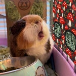 자테나AMCS 2Pcs 토끼 건초 공급 가방, 2홀 블랙 베이지 버섯 기니 피그 걸이 가방 보관 디스펜서, 친칠라 햄스터 작은 동물 애완동물용... 