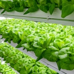 버터헤드&바타비아 : 주식회사 그링그링