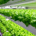 버터헤드&바타비아 : 주식회사 그링그링