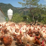 산들프레시 / 강변축산 자미유정란 [ 왕란 ] - 동물복지 난각번호1번 10구, 3개 : 산들프레시 오피셜