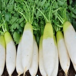 국내산 햇 무우 무, 김장 무 3개/5개/12개 : MaruNe Fresh