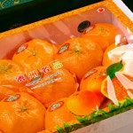 제주 레드향 서귀포 제철 선물용 가정용 3kg 5kg 10kg 산지 직송 : 별숲농장