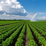 2025년 수확 해남 홍감자 3kg 5kg 10kg, 파머스마마농장 김대연 : 해남고구마생산자협회