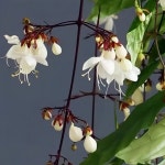 행인자스민 향기로운 매달린 재스민 행잉 쟈스민 나무 공기정화식물 씨앗 : 심쿵이의 하루