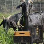 [농장운영] 원물 65.3% 프리미엄 흑염소즙 전남흑염소산업 진액 흑즙 30포, 1개 : 전남흑염소산업