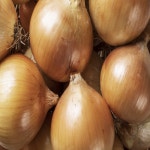 산해농장 겨울 신선한 햇양파 아삭아삭 단맛 양파 5kg : 조선먹거리