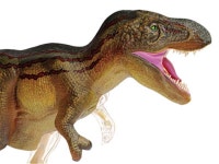 공룡 모형 해부 조립 티라노사우루스 피규어 입체모형 : 직구용마트