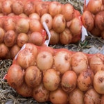 산해농장 겨울 신선한 햇양파 아삭아삭 단맛 양파 5kg : 조선먹거리