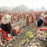 산해농장 겨울 신선한 햇양파 아삭아삭 단맛 양파 5kg : 조선먹거리