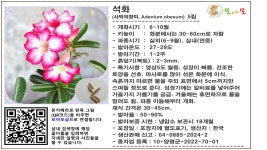 석화 (사막의장미 미니바오밥나무 Adenium) 씨앗 5립 : 모야모가든센터