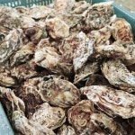 당일조업 통영 여수 산지직송 석화 각굴 대용량 찜용 구이용 3kg, 1개 : 어촌마을장씨