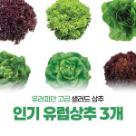 유러피안 유럽상추 모종 모둠 3개 텃밭 주말농장 베란다 쌈채소 샐러드 : 죽산육묘장
