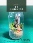나만의 작은숲 힐링 테라리움 DIY키트 : 스카이락