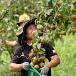 이반촌 단돌 산돌배발효액(수제청) 산돌배수제청 산돌배발효액 산돌배청 : 이반촌농원