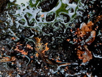 혹톡토기 키우기 100+10마리 빨강톡토기 주황톡토기 : 황금지렁이농장