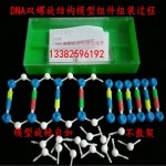 DNA 이중 나선 구조 모델 구성 요소 J3242 : 칸토몰
