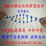 DNA 이중 나선 구조 모델 구성 요소 J3242 : 칸토몰