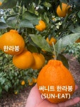 제주도 서귀포시 써니트한라봉 : 박씨네ravong농장