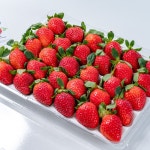 김천 산지직송 설향 딸기 고당도 프리미엄 생딸기 제철과일 선물세트 딸기선물 : 행복딸기농장