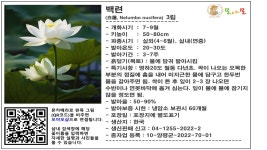 백련 (흰색연꽃) 씨앗 3립 : 모야모가든센터