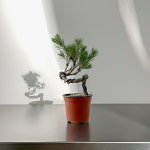 소나무 분재 해송 추위에 강한 곰솔 키우기 : 솔가든