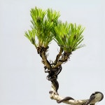 소나무 분재 해송 추위에 강한 곰솔 키우기 : 솔가든