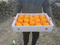 제주 레드향 한라봉 3kg 5kg 실속 가정용 : 창호네농장