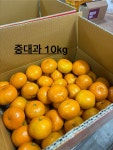 은서네농장 노지감귤 10kg //중대과 : 은서네농장