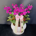 만천홍 서양란 개업 개원 승진 영전 인사이동 축하 호접 난 화분 : 꽃썸플라워