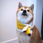 [ 하이코이누 ] 바나나 목도리 / 중형견 강아지 애견 겨울 방한 : 하이코이누