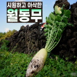 제주직송 월동무(저농약)  제주산# 5kg 10,800 # 흙무 9-10kg13,500, #15kg,16,500 : 달코롬 제주