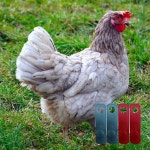 Gamefowl Supplies 닭다리 밴드 수탉 부스터 보호 Accesorios para Gallos De Pelea 액세서리 타이 코드 게임파울 액세서리용 2쌍 블루... 