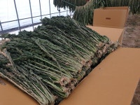 2026 특등급 대용량 무청 시래기 10kg 양구 펀치볼 산지직송 : 광림농원