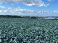 [맛없으면 환불보장] 몬딱제주 제주콜라비 농장직송 최상급 고당도 아삭달큰 : 몬딱제주샵