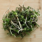 국내산 노지 냉이 4kg 백씨네 농산물 : 백씨네 농산물