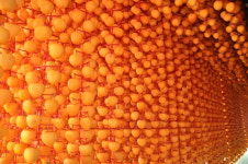 [꿀 담은 감]지리산 산청 곶감 덕산 고종시 가정용  선물용 건시 : 산청지리산농원