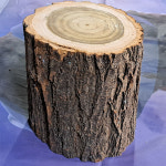 원목 통나무 의자 10cm 원목스툴 직경40 길이60까지 (주문제작)원형통나무 : 다파라도매물류