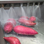 2025년산 해남 세척꿀고구마 3kg 5kg 10kg 경일농장 민경일 : 해남고구마생산자협회