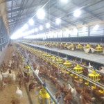 [성우농장] 성우담은란 동물복지 무항생제 당일산란한 대추유정란 60구 : 성우담은란