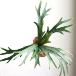 [여여화]대형 박쥐란 행잉 조화 목부작 그린 인테리어 소품 행잉플랜트 플랜테리어 소품 : 여여화