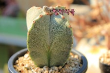 난봉옥 은사 백조난봉옥 실생 아프리카식물 키우기쉬운 희귀 꽃피는 특이한 선인장 : 핑키다육
