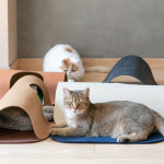 피단 펠트 고양이 놀이 터널 숨숨집 놀이터 : 심콩 : 스토어