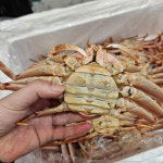 북해도 암컷 대게 생물 자숙 빵게 암대게 1kg : 싱싱햇
