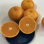 제주 레드향 현선농장 고당도 레드향 천혜향 가정용 선물세트 : 현선농장