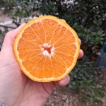 제주 고당도 써니트 한라봉 설 선물 세트 3kg 5kg 10kg : 오가네농장 제주