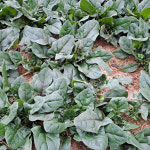 해남 유기농 시금치 해풍 맞은 26년 제철 햇 노지시금치 : 춘식이네농장