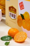제주 천혜향 3kg 13~15브릭스이상 산지직송 고당도 프리미엄 감귤 선물용 가정용 : 제주귤직송남원위미점